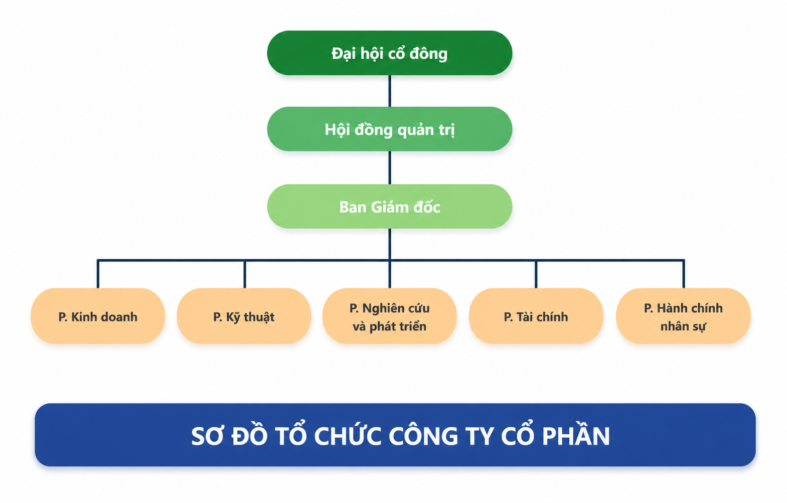 cơ cấu tổ chức quản lý của công ty cổ phần (không ban kiểm soát)